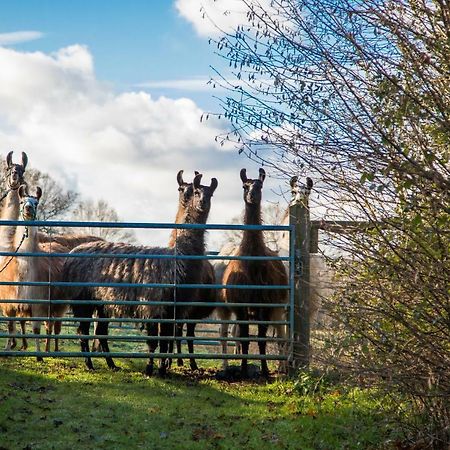 The Merry Harriers Bed & Breakfast Godalming Dış mekan fotoğraf