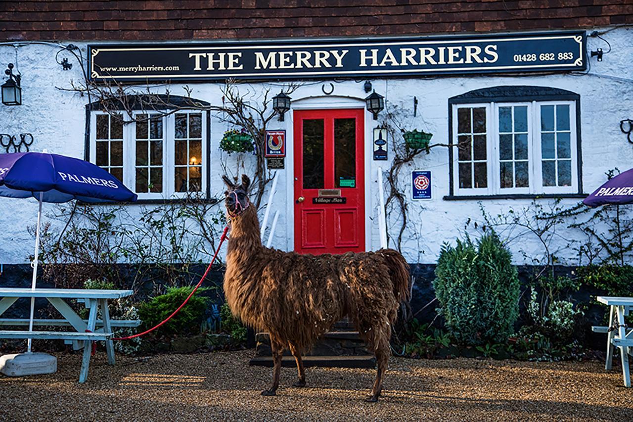 The Merry Harriers Bed & Breakfast Godalming Dış mekan fotoğraf