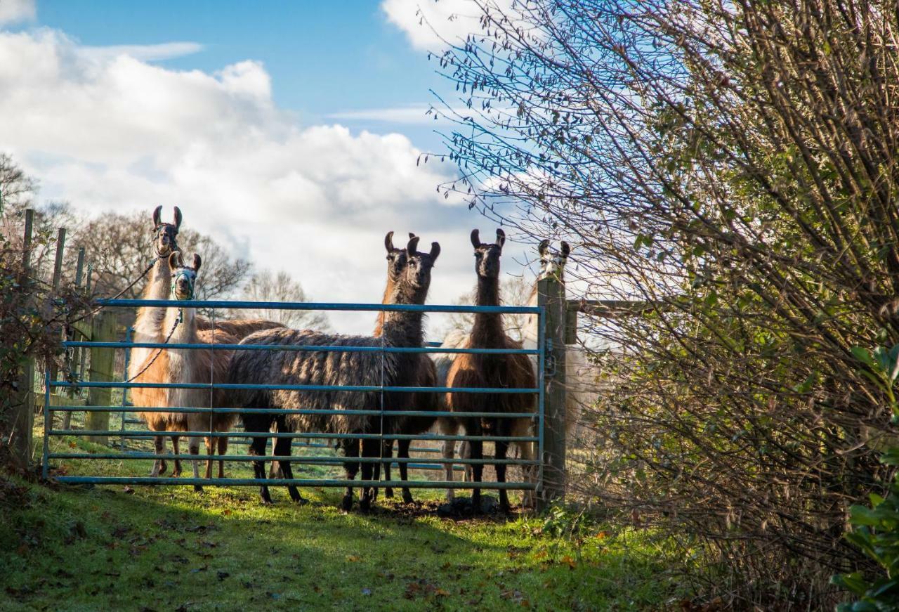 The Merry Harriers Bed & Breakfast Godalming Dış mekan fotoğraf